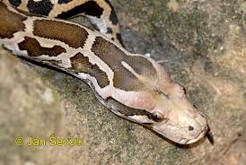 Python molurus bivittatus - via Daymix