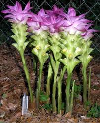 http://www.pacificbulbsociety.org/pbswiki/files/Curcuma/Curcuma_elata_Flowers_AD.jpg