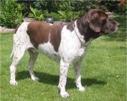 Picture of Dog Breeds