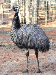 emu1, emu2