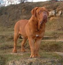   dogue de bordeaux   picture