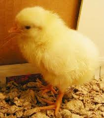 9  Chick      