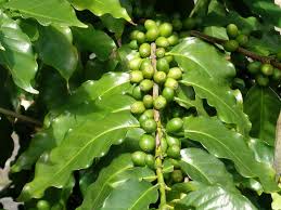 Coffea canephora - via Daymix