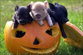 BBC News | In pictures: Mini pigs, Mini pigs