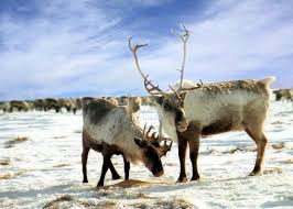 Reindeer have been a way of life for