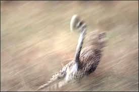 Fastest animal on four legs