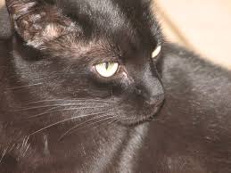File:Bombay Cat - Head.jpg