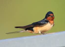 The barn swallow nests in