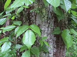 of poison ivy,