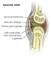 called synovial joints. - via Daymix