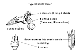 http://plant-life.org/Lamiaceae/schematic_lam01.gif