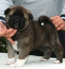 photo by ruthdales  akitas  