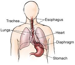 The  esophagus   is a muscular tube    