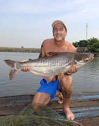 Pangasius