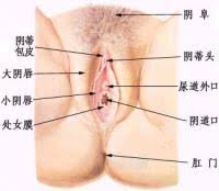 阴核