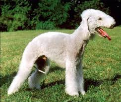 Bedlington Terrier Bedlington