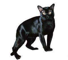 Bombay Cats For Sale