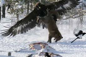 Eagle v fox