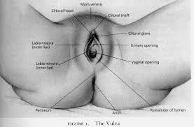     Female    Anatomy Diagram