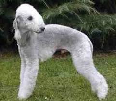 Bedlington Terrier