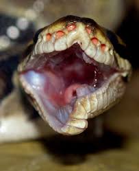Ball python reconnecting its - via Daymix