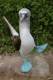 About the Blue Footed  Booby  