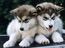Two adorable little  puppies   