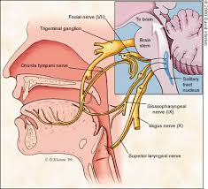 Anatomy of peripheral taste pathways