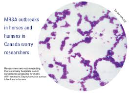 concerned that MRSA - via Daymix