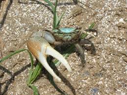 File Fiddler Crab Gulf Coast jpg
