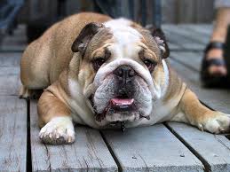 Bulldog - via Daymix