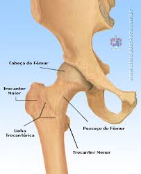 http://www.clinicadeckers.com.br/imagens/orientacoes/82_femur.jpg