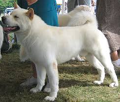 japanese american  akita dog  