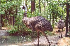 Emu Dromaius novaehollandiae