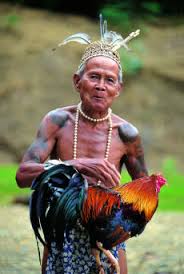      his prize winning  fighting cock  