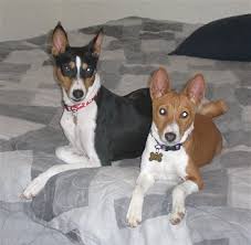   Basenjis   Gunther tri colored at    
