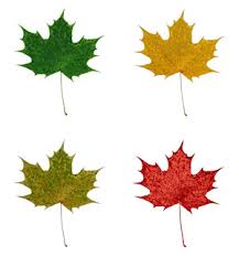 Canadian multiculturalism - via Daymix