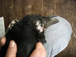 いじめをしている二羽のカラスに
