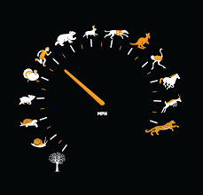 Image Tagged <b>as</b>: animals, <b>as fast as</b> Picture