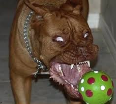 You beat it by posting a  mean   dog 
