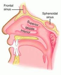 and the mucous membrane - via Daymix