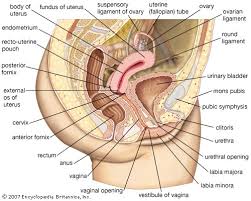 clitoris: female reproductive
