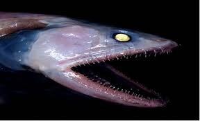   Deep    Sea   Lizardfish