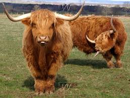 Highland cattle - via Daymix