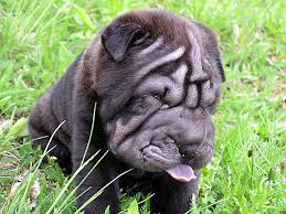  Shar Pei   C740UZ 1 200 sec