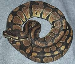 Curled ball python - curled as - via Daymix