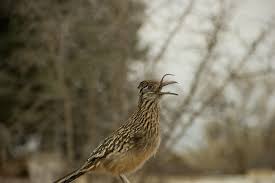 They eat birds as well.