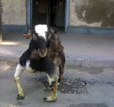  Osteomalacia  and deformity in