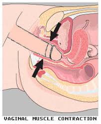 Interior  female anatomy  