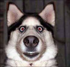 Dog or beef for dinner? - via Daymix